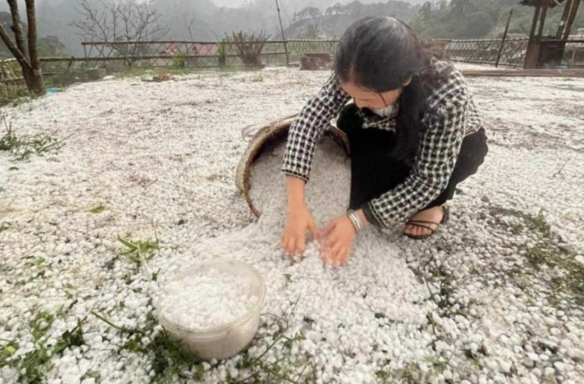 Hoa màu thiệt hại nặng nề sau trận mưa đá kinh hoàng ở Vân Hồ, Sơn La